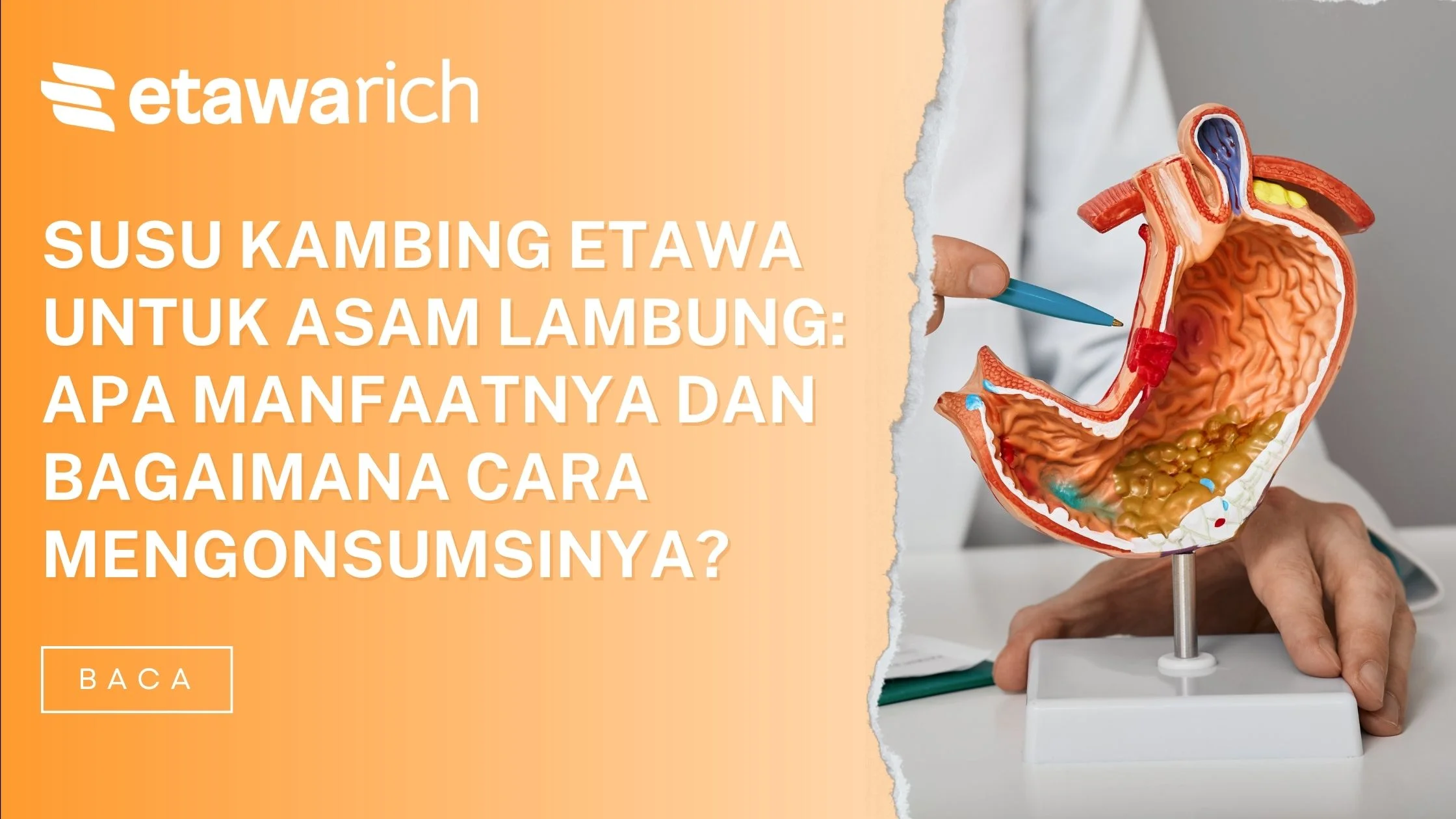 susu kambing etawa untuk asam lambung