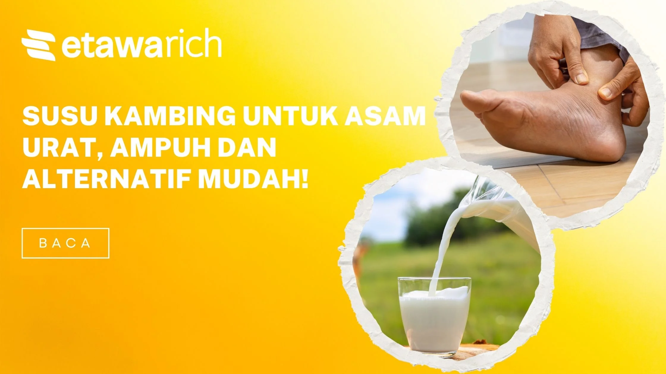 susu kambing untuk asam urat