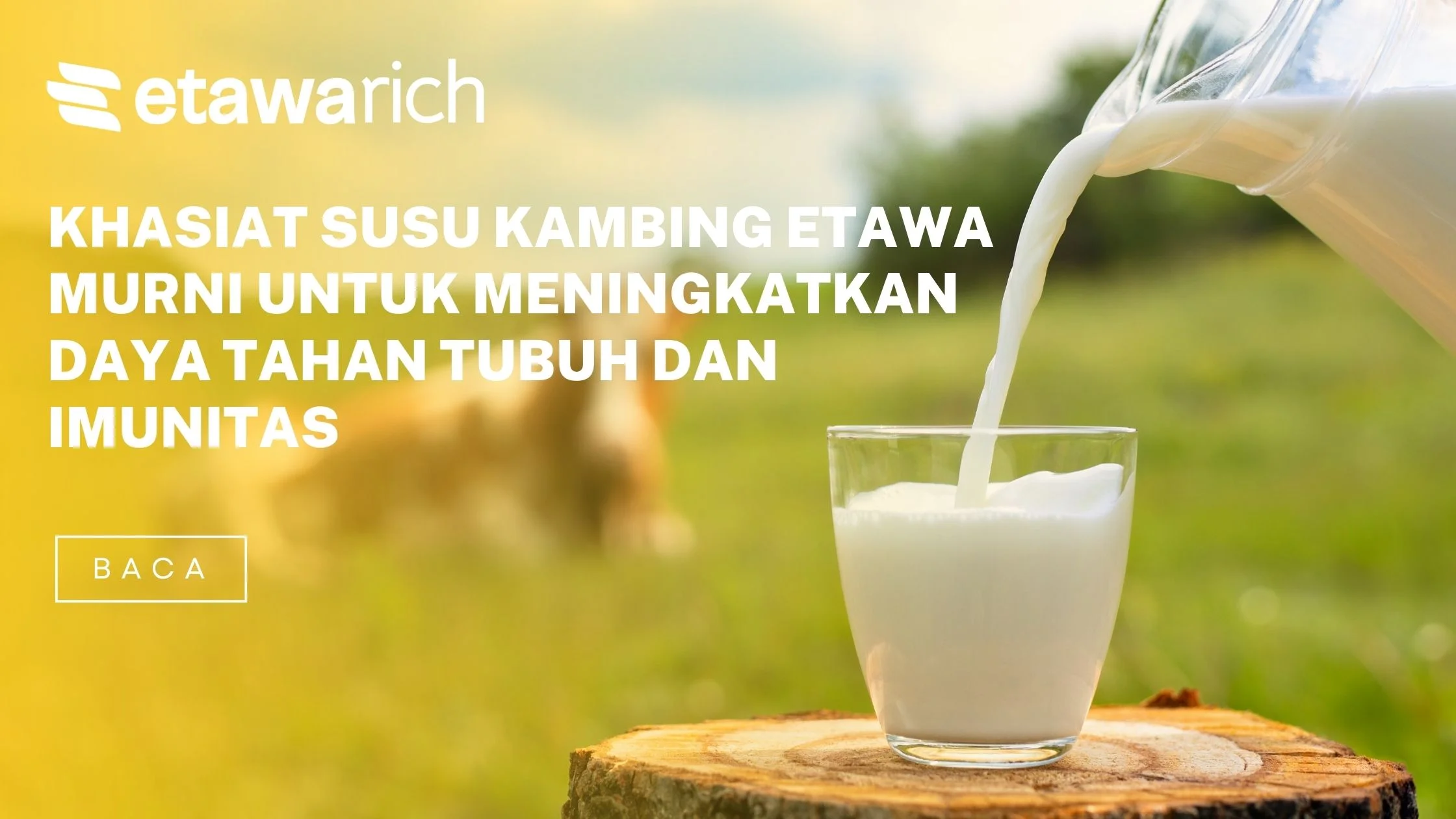 khasiat susu kambing etawa murni